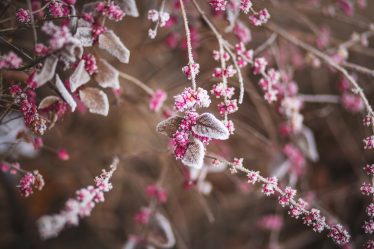 Smile-Living-Winter-Tuin